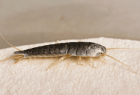 Are silverfish dangerous: bites, diseases, damage? What Software Is Essential For Video Editing