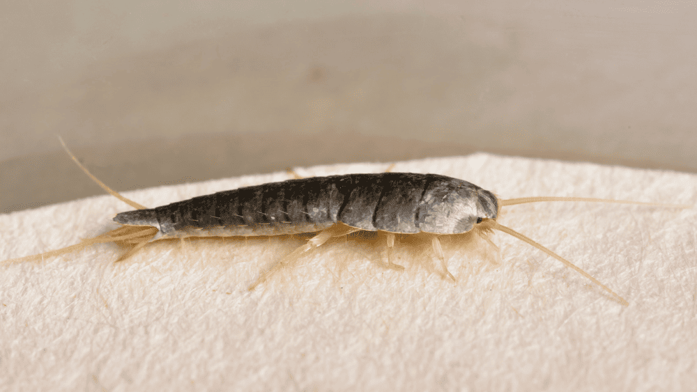 Are silverfish dangerous: bites, diseases, damage? What Software Is Essential For Video Editing